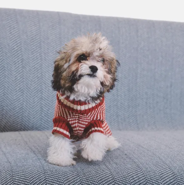 Eco Pet Recycled Cotton Dog Sweater - Navy with Red Bone